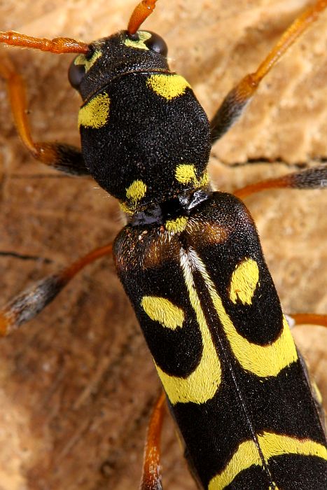 Clytus tropicus