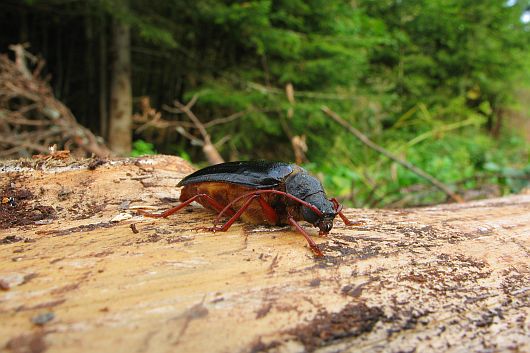 Tragosoma depsarium