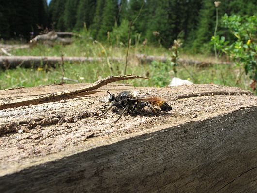 Laphria flava