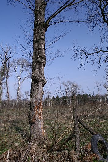 Ulmus laevis