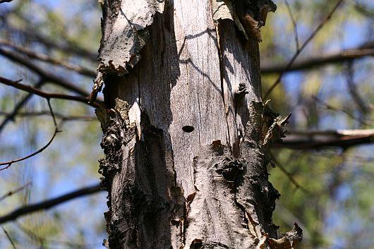 Dicerca berolinensis - exit hole