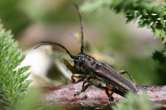 Phytoecia pustulata