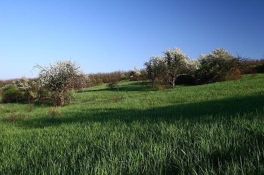 Sejce