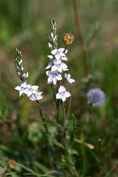 Veronica prostrata