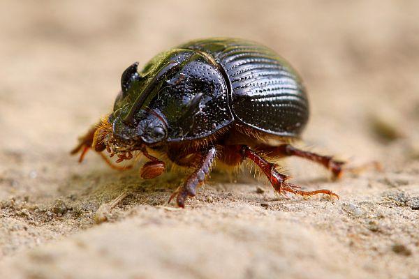 Odonteus armiger