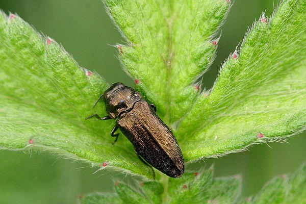 Coraebus elatus