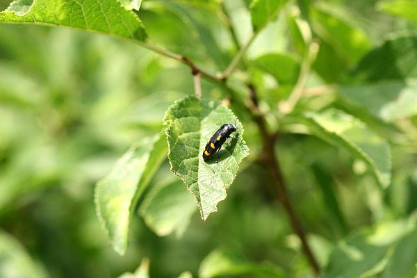 Ptosima flavoguttata