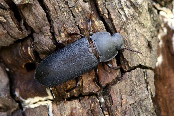 Tenebrio opacus