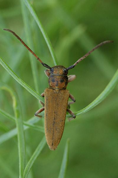 Musaria cephalotes