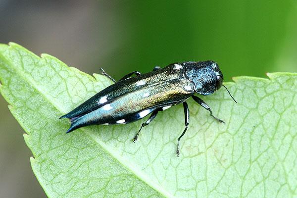 Agrilus guerini