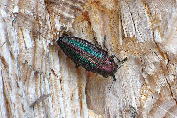 Cypriacis splendens