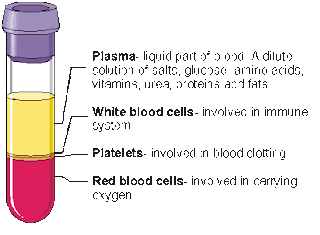 Different shell types - Page 2 Blood+plasma