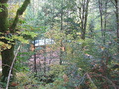 Our cabin through the trees