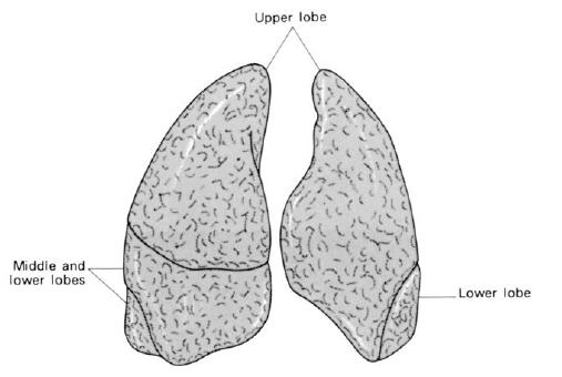 lobes of lungs. The lungs, anterior aspects