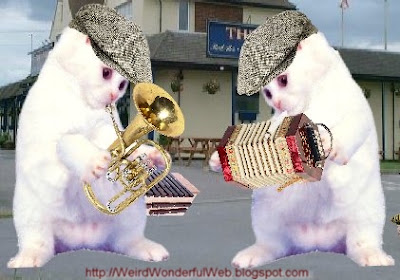 Musical-Kittens