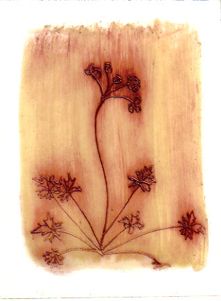 [waxgeranium.JPG]