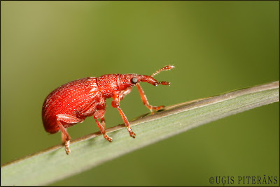 Sīksmecernieks (Apion haematodes)