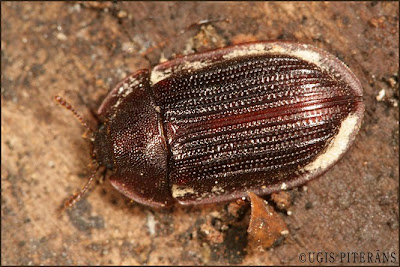 Brūnais asmalis (Ostoma ferruginea)