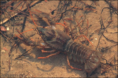 Šaurspīļu vēzis (Astacus leptodactylus)