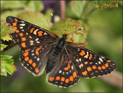 Ošu pļavraibenis (Euphydryas maturna)