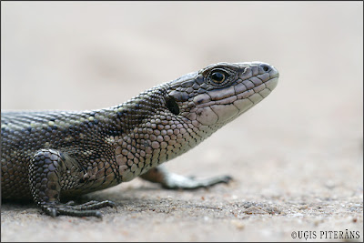 Pļavas ķirzaka (Lacerta vivipara)