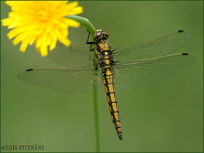 Lielā ezerspāre (Orthetrum cancellatum)