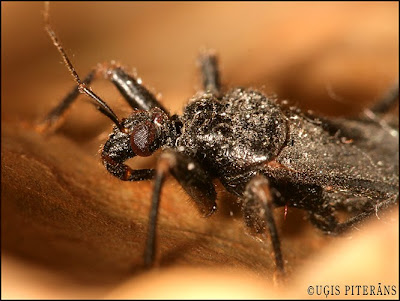 Laupītājblakts (Reduvius personatus)