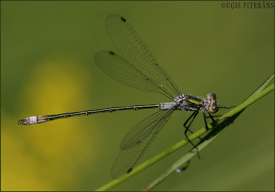 Rudens zaigspāre (Lestes sponsa)