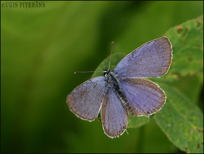 Astainais zilenītis (Everes argiades)