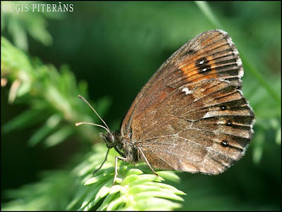 Sila brūnulis (Erebia ligea)