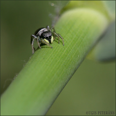 Lēcējzirneklis (Heliophanus cupreus)