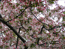 Cherry Blossoms Blooming!