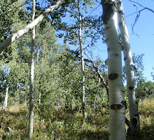 Covered with Aspen Trees