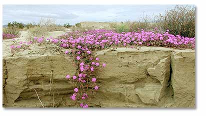 Sandy Verbena