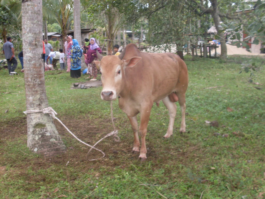 [iduladha049.JPG]