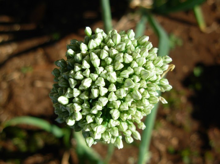 From a Worcester Allotment Collecting onion seed