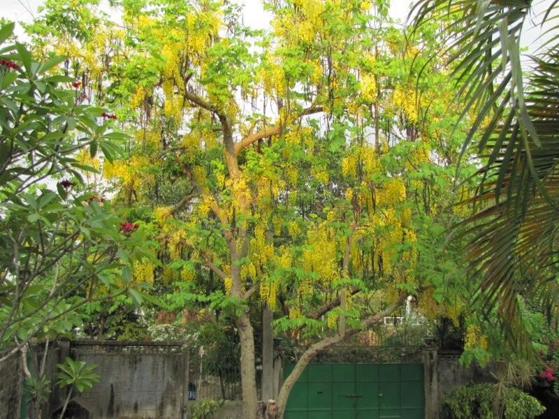 Kleyns In The Philippines * Miscellaneous Pictures 1