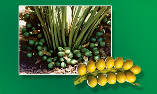 Cycas Circinalis in Kerala traditional plant with 1500 years life time