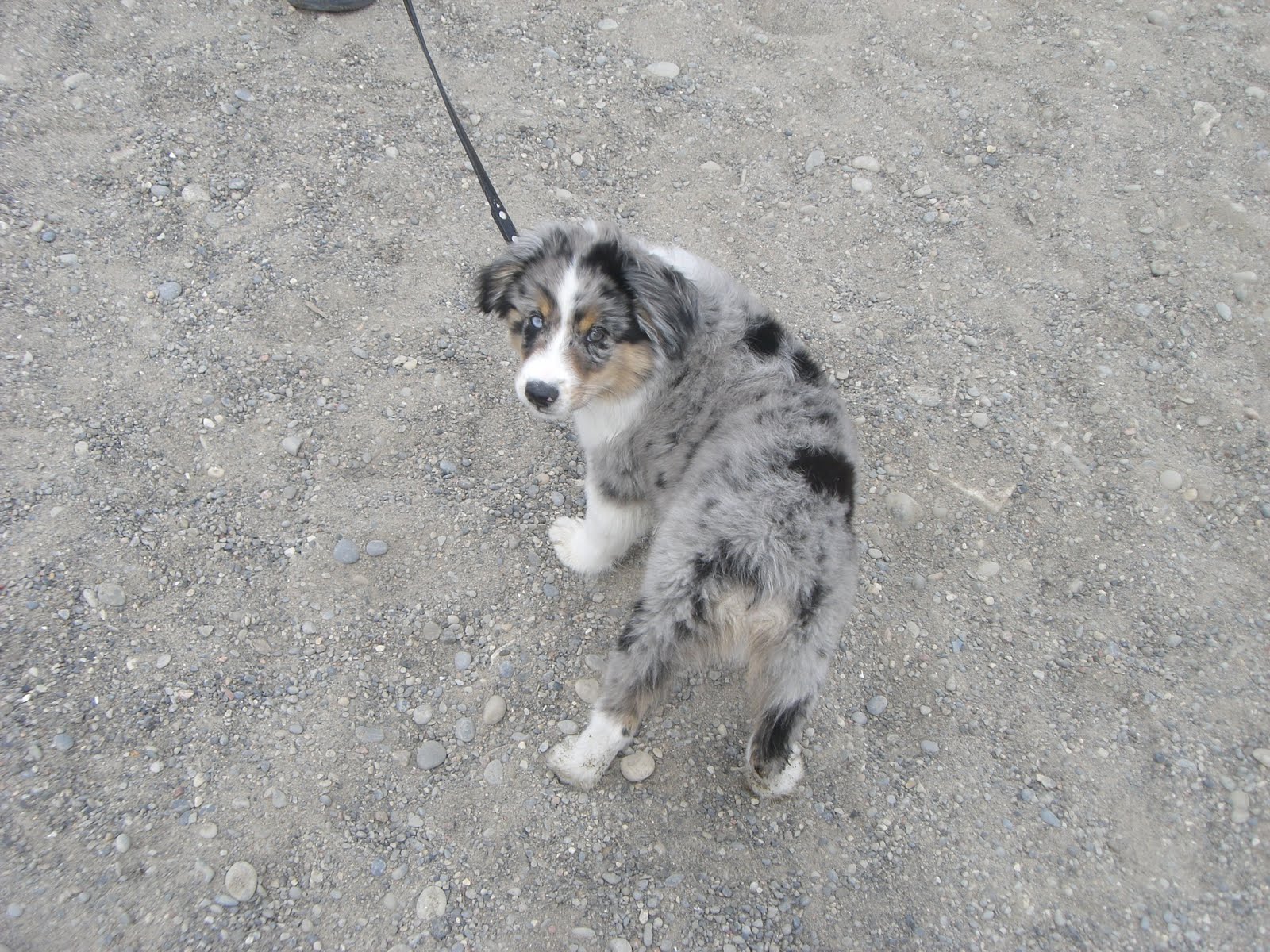 Mini Aussie Ace in New York ) A Mini Aussie Weekend =)