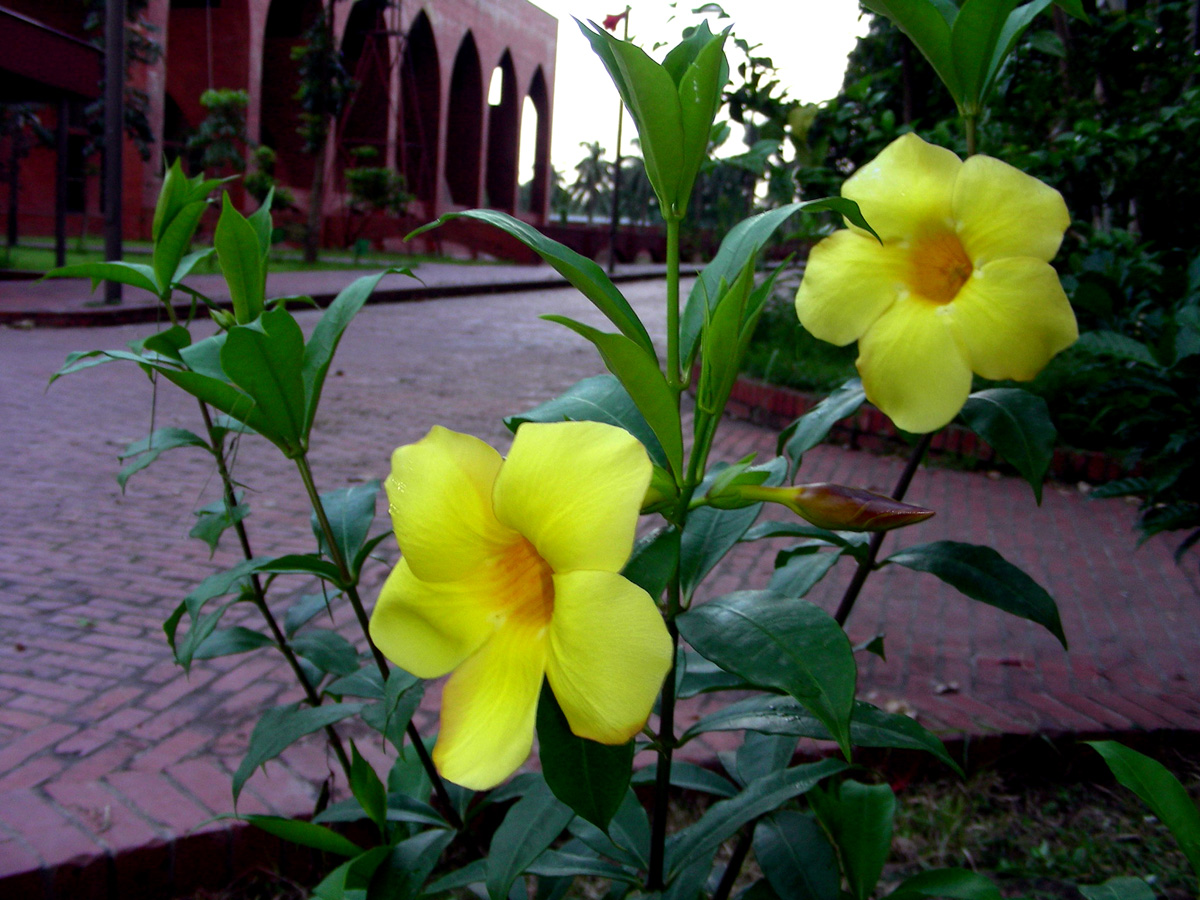 Our Bangladesh Flowers of Bangladesh