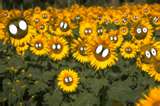 Sunflower yard= all SCHOLARS