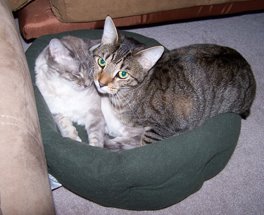 Bentley and Mercedes