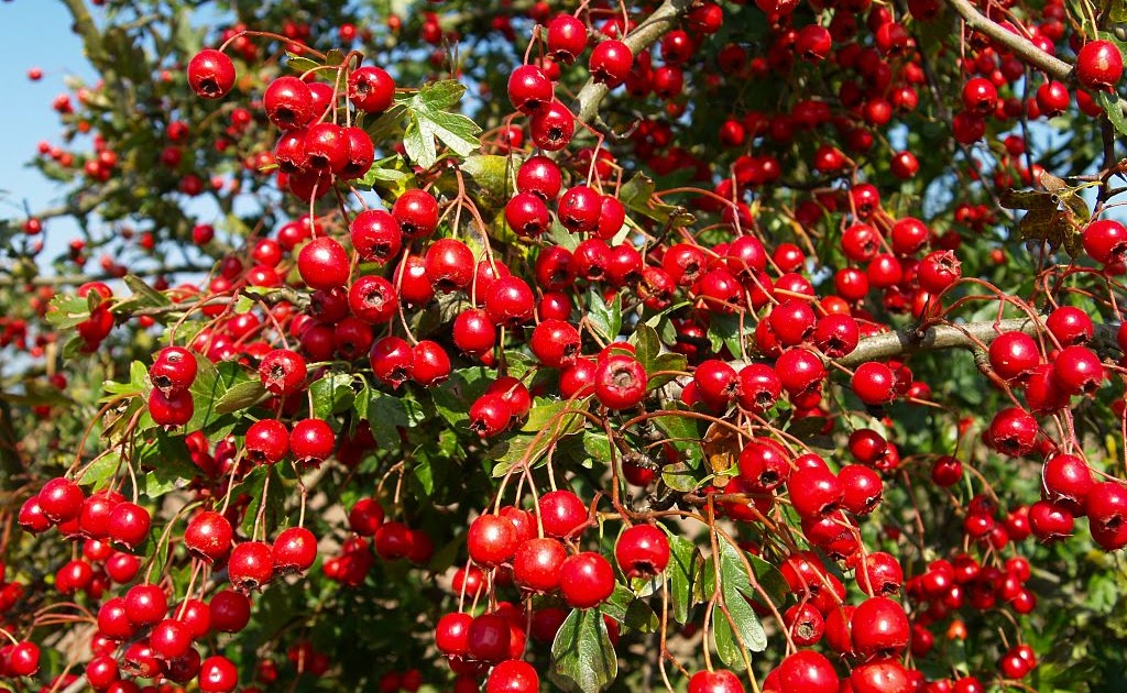 FIREBERT The healing power of Hawthorn berries.(2)