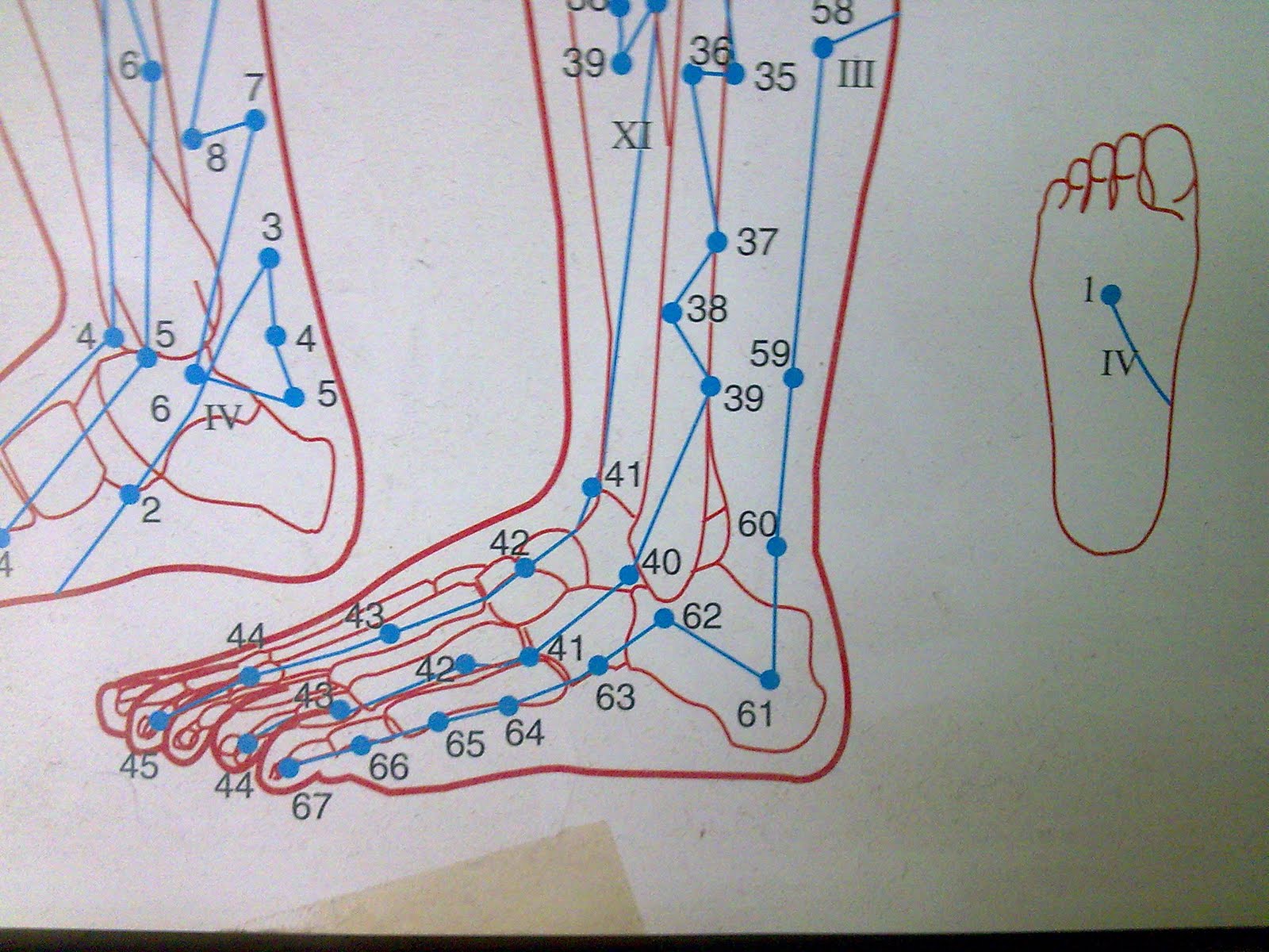 acupressure point for bladder control