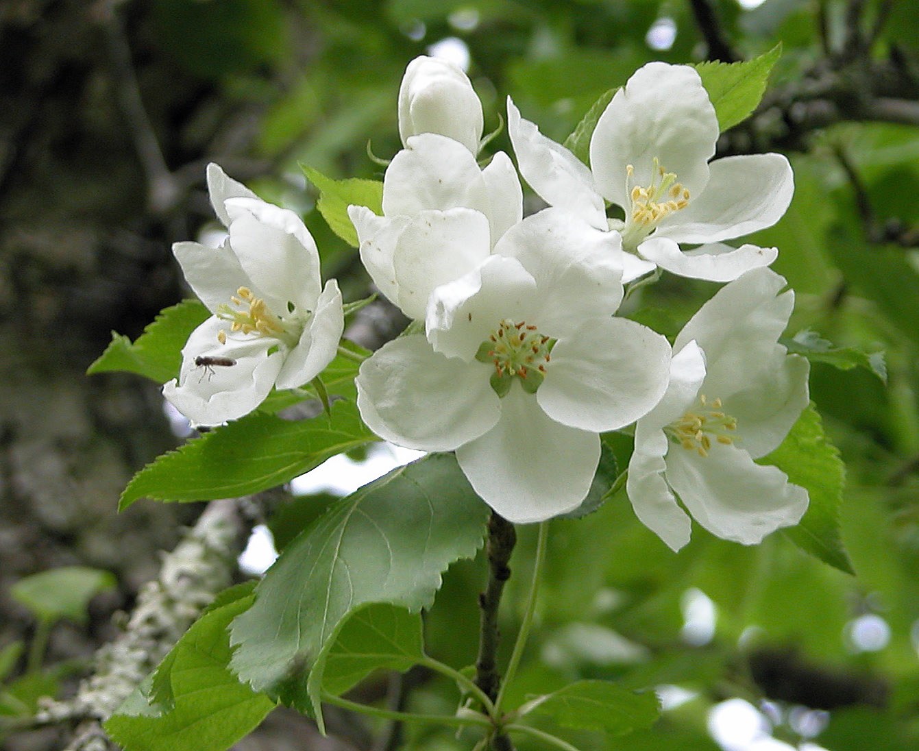 Apple Tree Flower