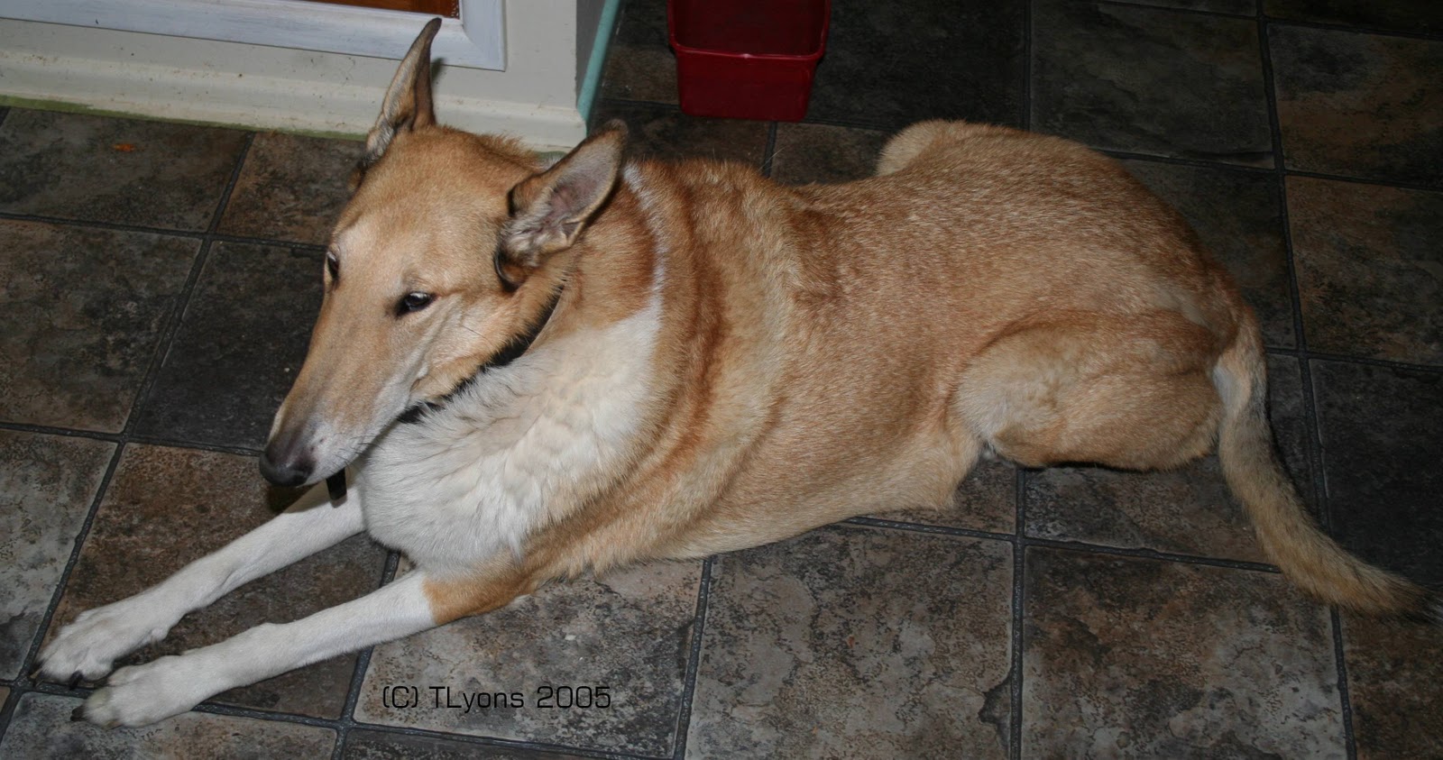 Short Hair Collie Cross Short Black Hairstyles 2012 Monica Hair