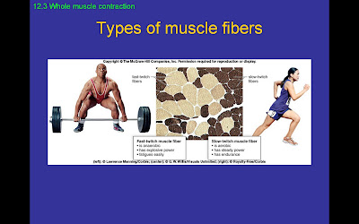 twitch muscle fibers We all know that we use our muscles to exercise and to keep our bodies functioning but, did you know that you’re born with certain types of muscle fibers in certain amounts. twitch muscle fibers We all know that we use our muscles to exercise and to keep our bodies functioning but, did you know that you’re born with certain types of muscle fibers in certain amounts.