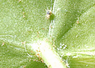 Spider mites under an ivy leaf