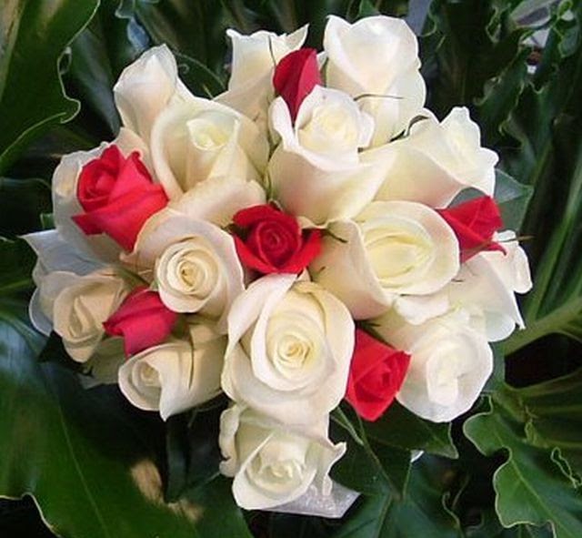 flower: กุหลาบ ROSE OF CASTILE