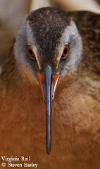 Virginia Rail